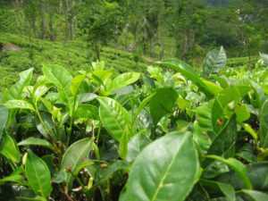 zielona herbata uprawa